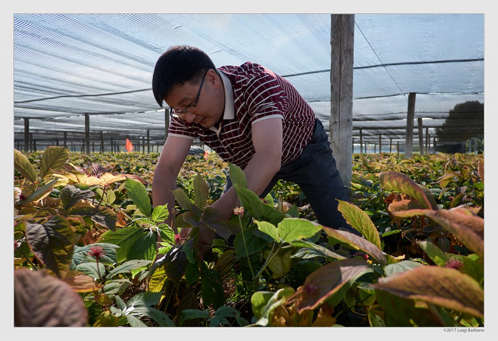 Ginseng Festival 2017