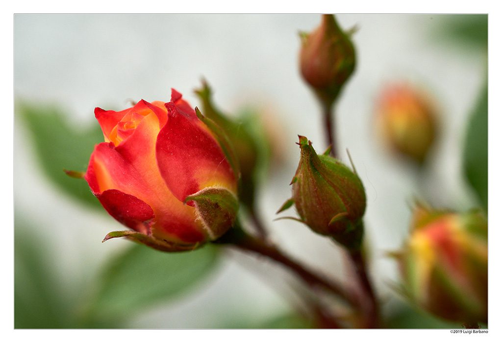 Flowers by Luigi Barbano