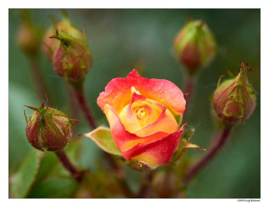 Flowers by Luigi Barbano