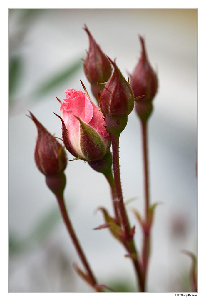 Flowers by Luigi Barbano