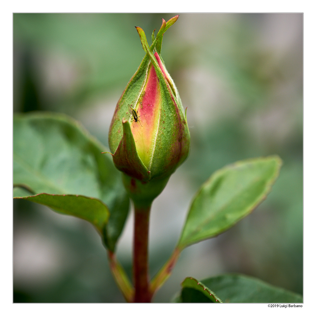 Flowers by Luigi Barbano