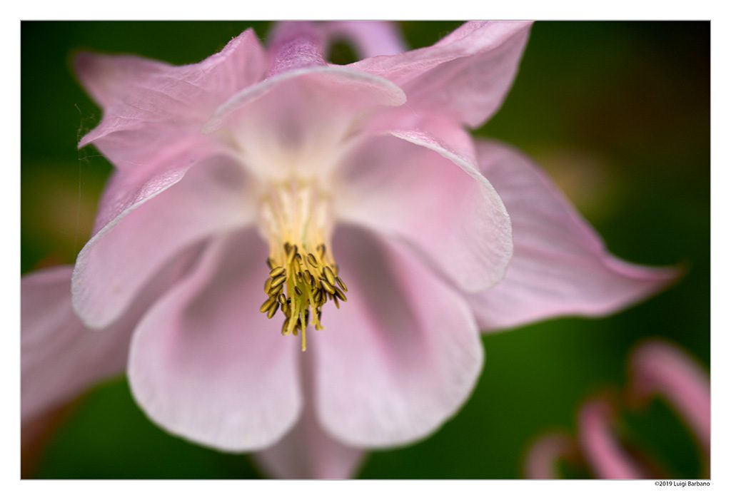 Flowers by Luigi Barbano