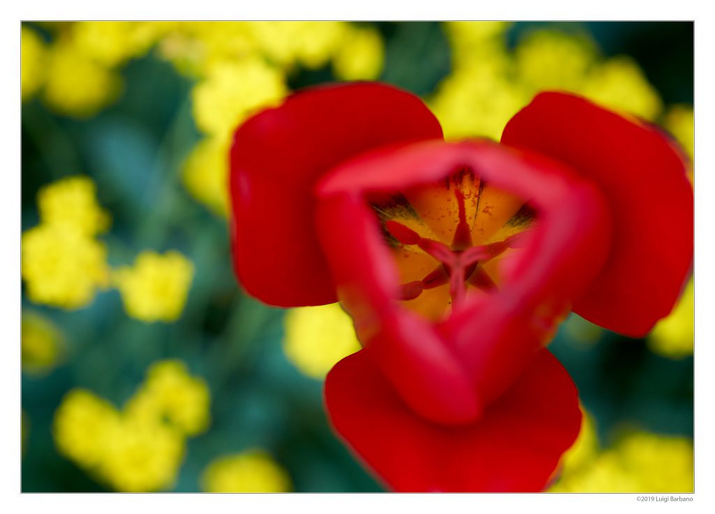 Flowers by Luigi Barbano