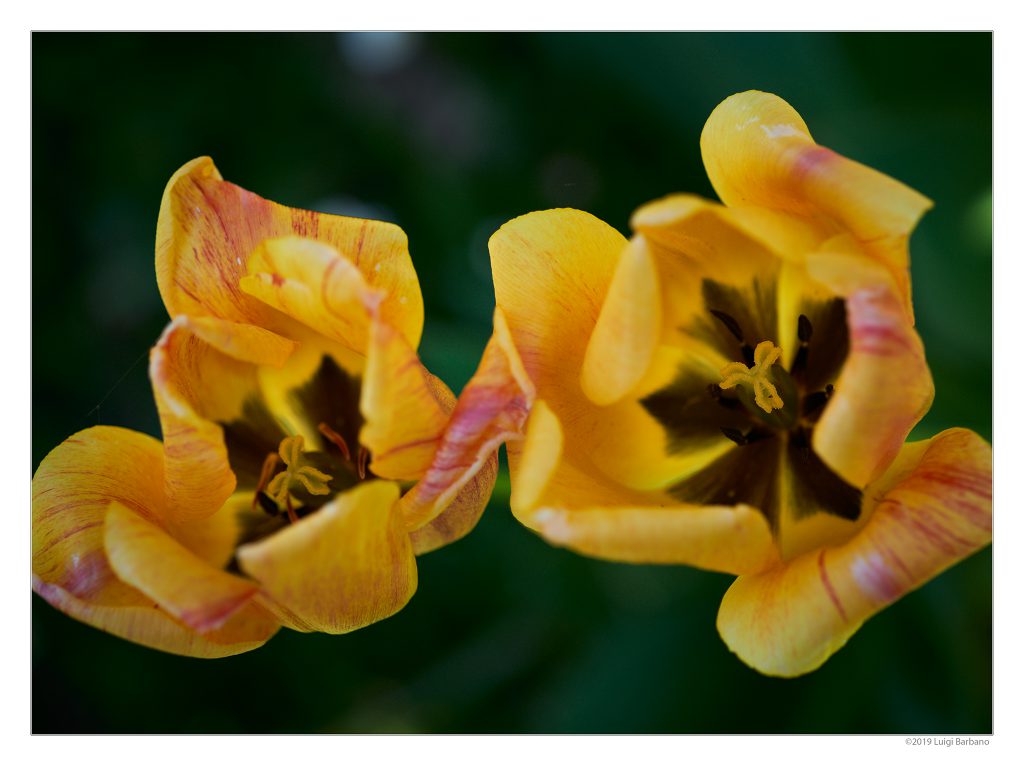 Flowers by Luigi Barbano