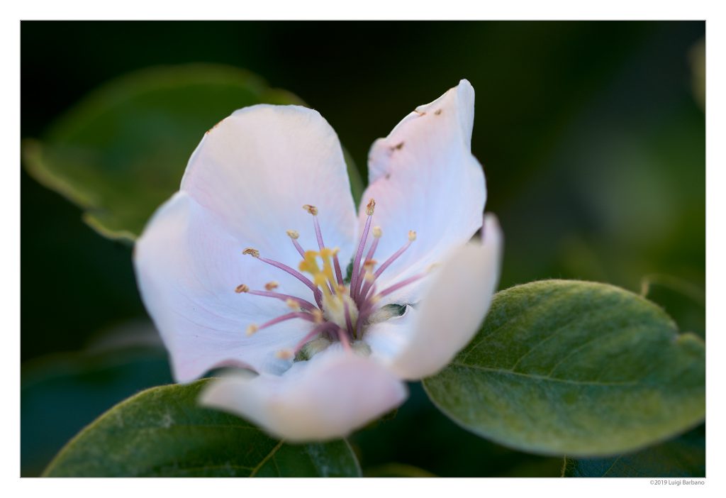 Flowers by Luigi Barbano