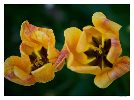 Flowers by Luigi Barbano