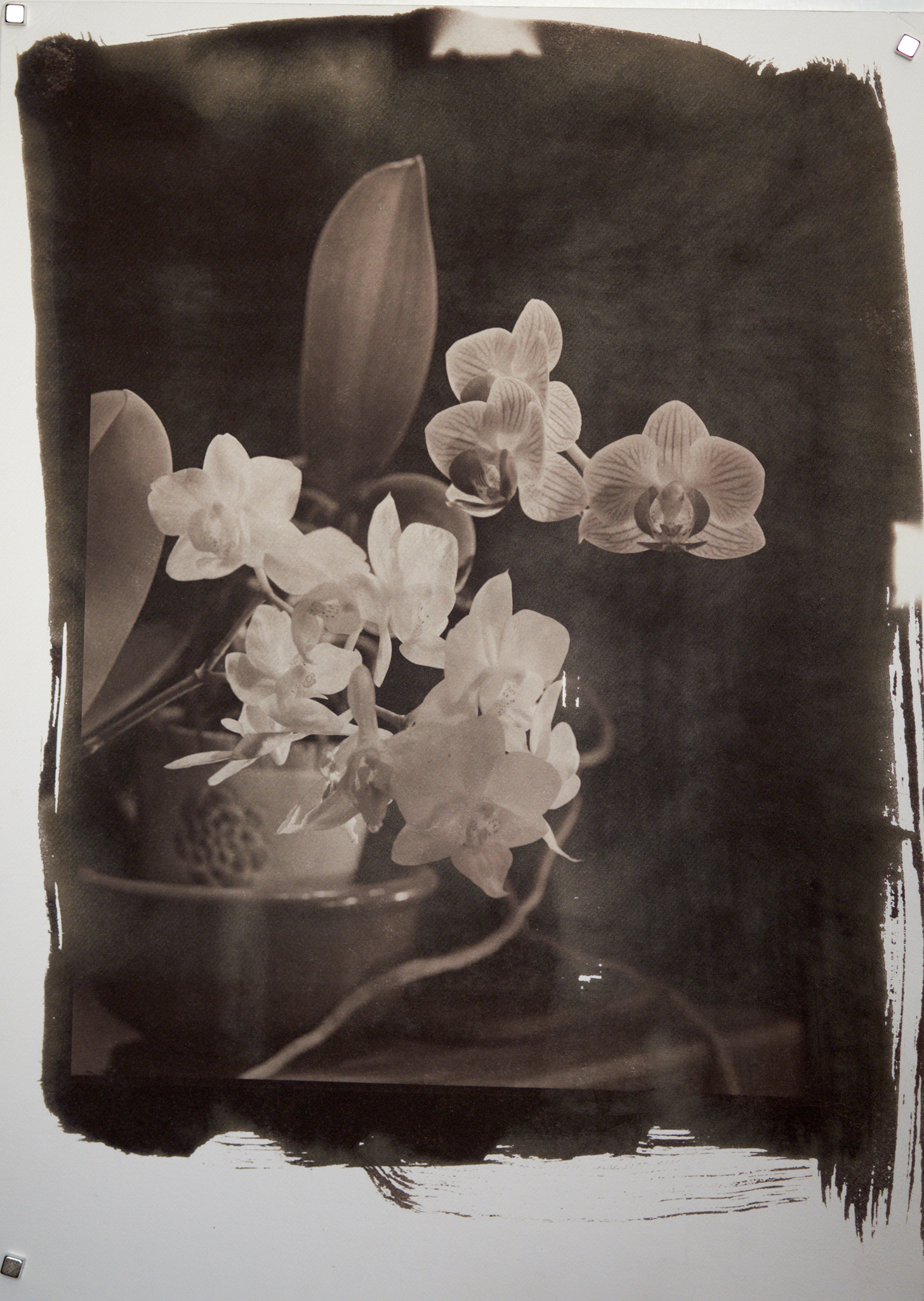 Luigi Barbano - Van Dyke Flowers